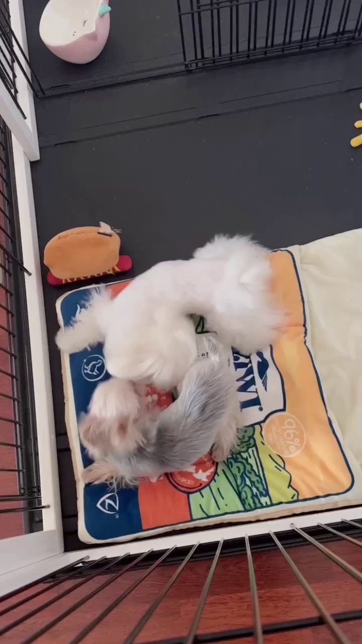 我家两只可爱的小狗狗截图