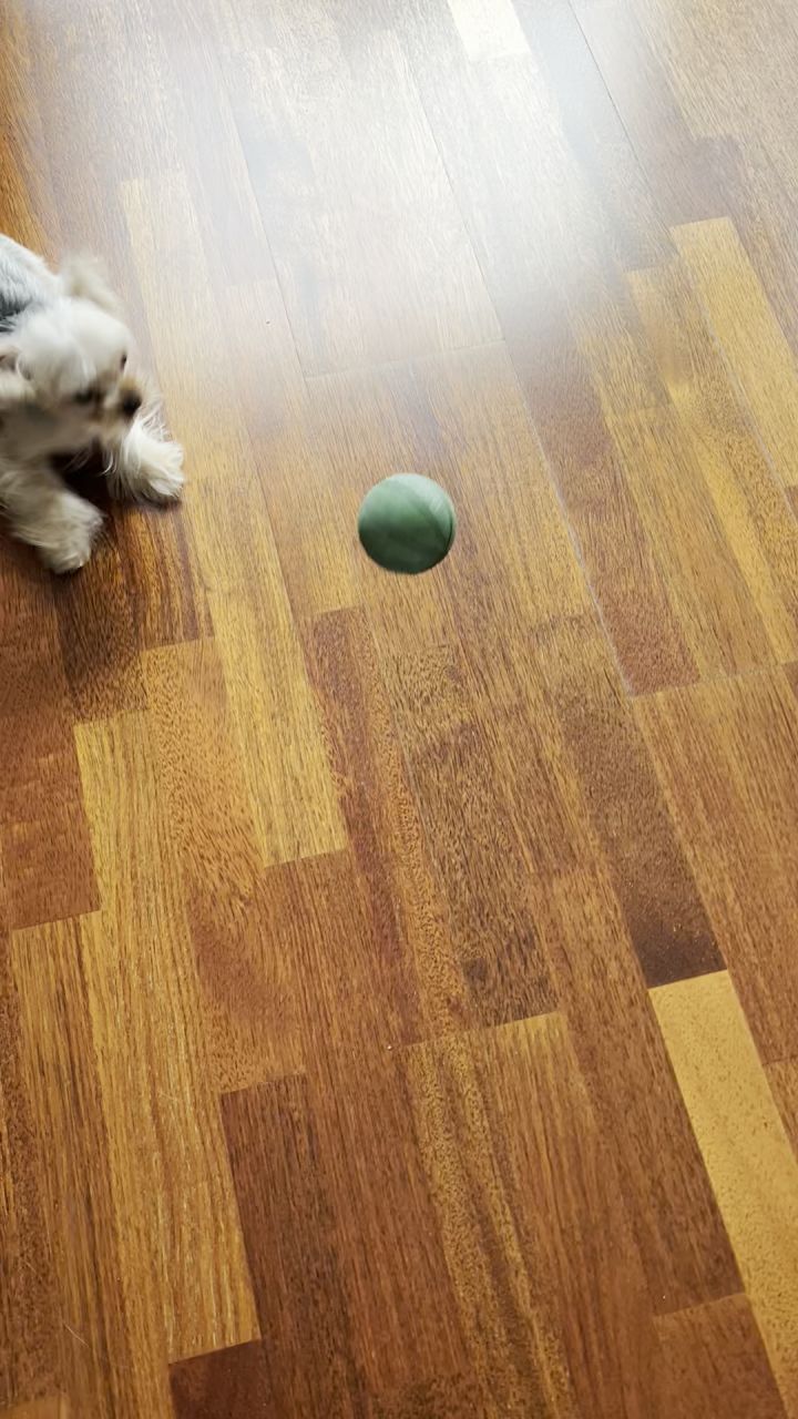 我家的另一只小狗狗截图