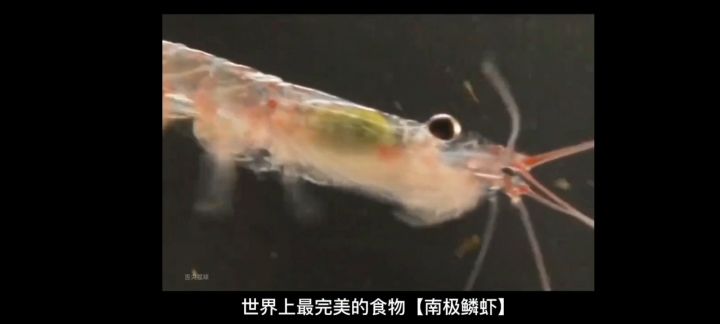 《宇宙规则之吞噬逆神衍》【懂什么是预言吗？再也不见虾滑毒，被迫投胎缘起zhu！还有大🐶🐶与飘🐶的恩怨预言！】劳资真是厉害啊，未卜先知！截图