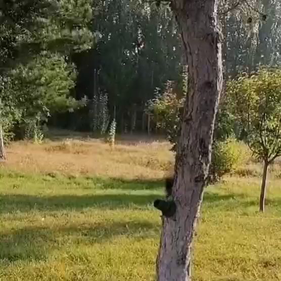 第十二章终于见到你，小猪泰安截图