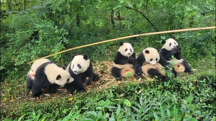 谢谢你，瓦总。快结束了，王城截图