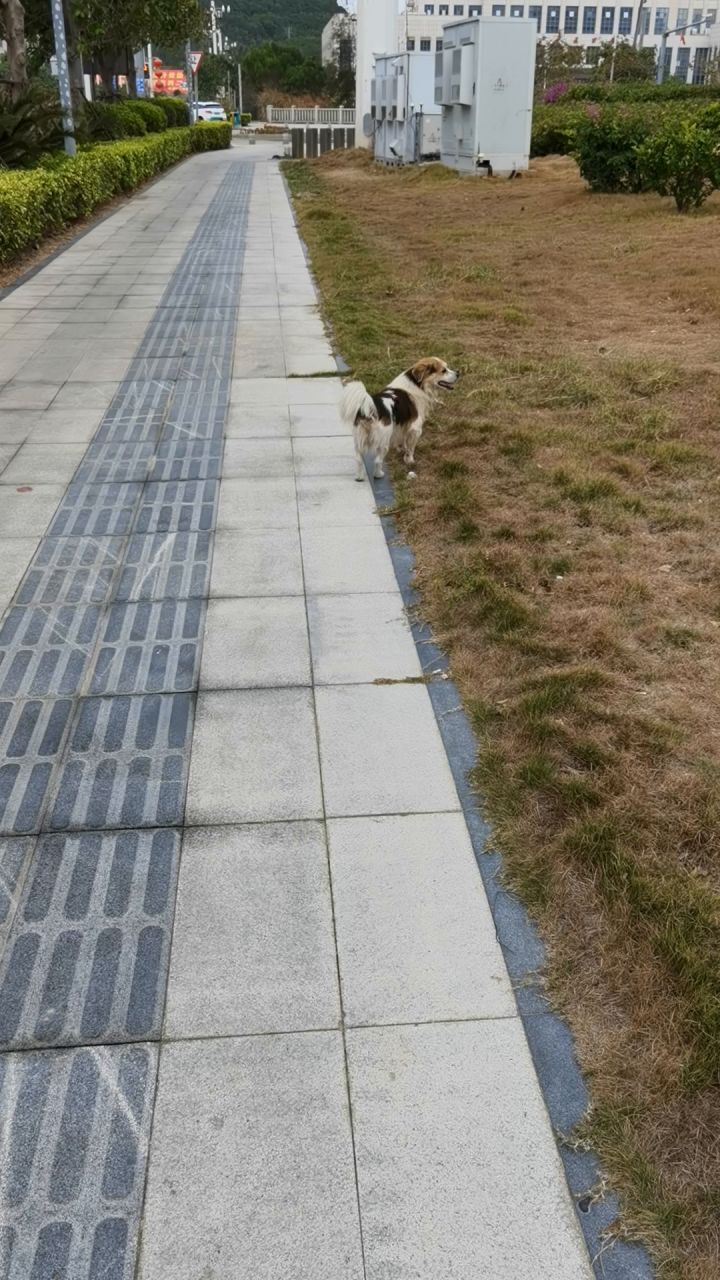 一般路过的狗狗截图
