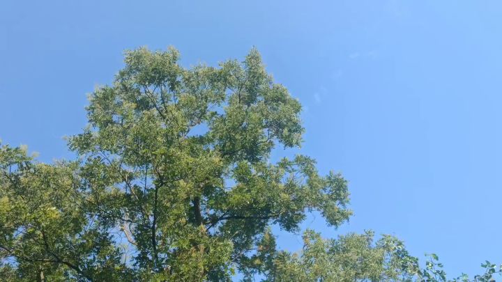 有一颗爱心❤️的树~截图