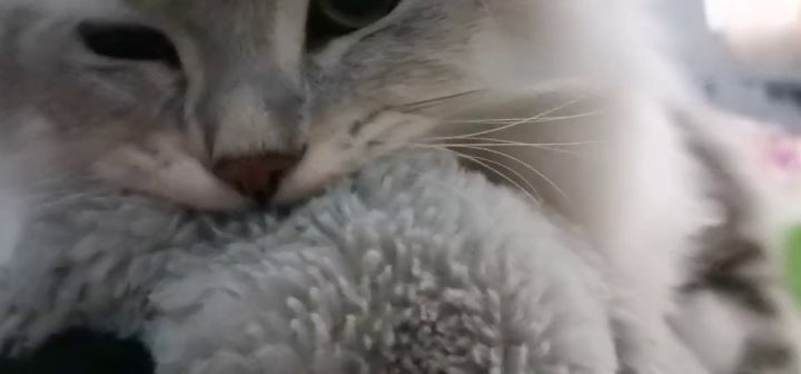 一只小猫咪竟然这样截图