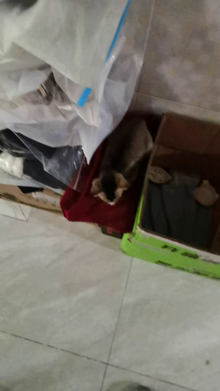 深圳宝安找领养截图