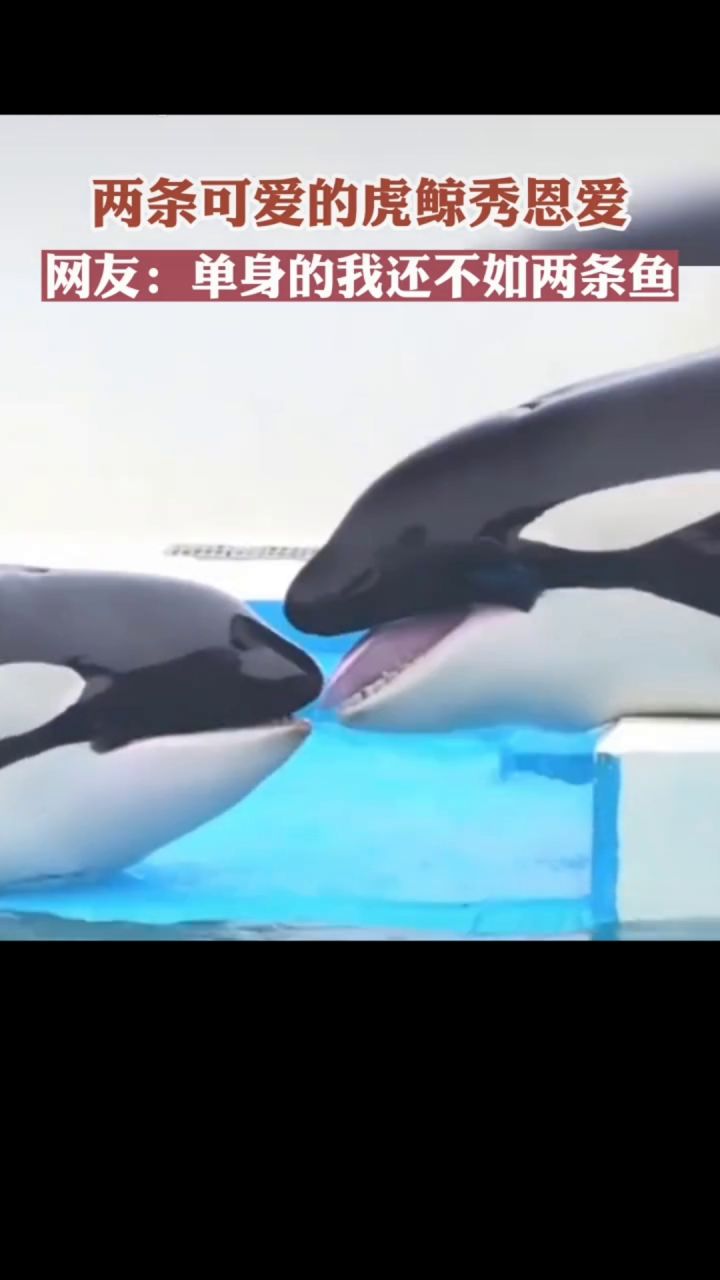 情人节,你们有什么想法?截图