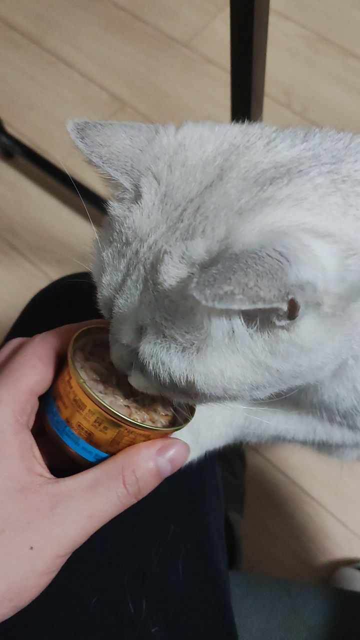 明天早上就要赶飞机去学校了
给我家猫猫喂个罐罐~截图