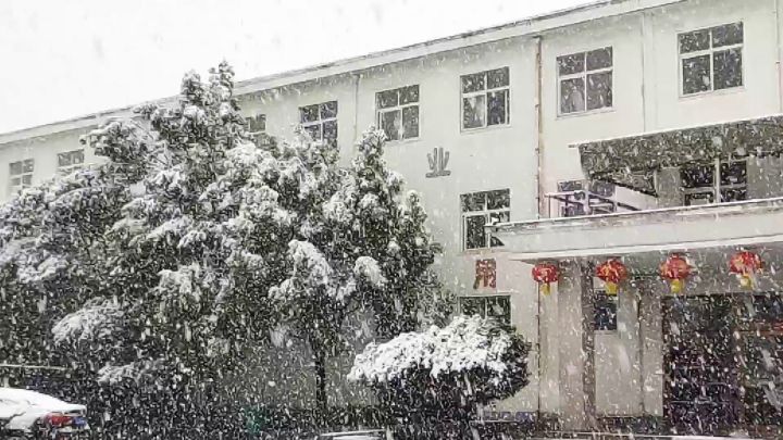 三月桃花雪截图