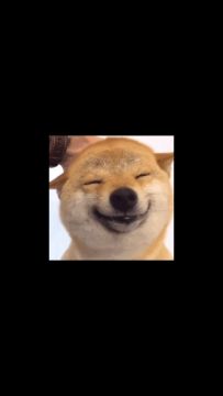 有这群可爱的兔克真是我的服气