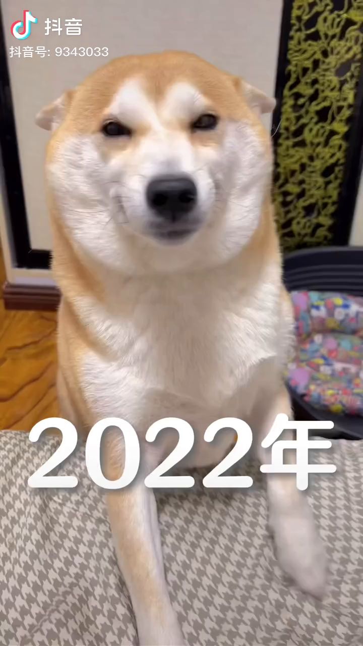 可爱狗狗截图