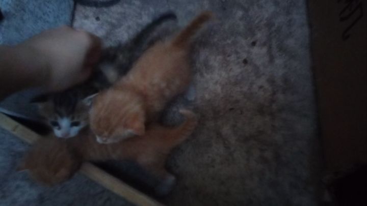 小猫咪截图
