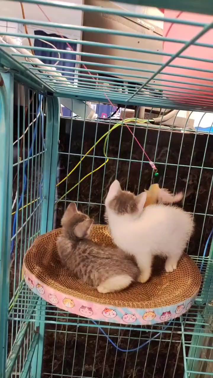 完美的餐吧截图