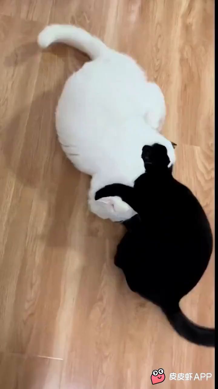 video-3782209
