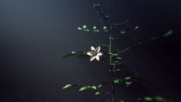 《少女前线2：追放》全新主题活动「异乡乐徽」宣传PV公开！