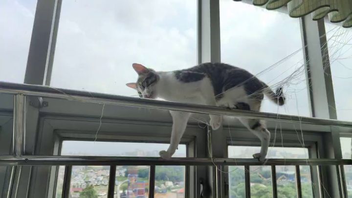 猛猫出击(被困版截图