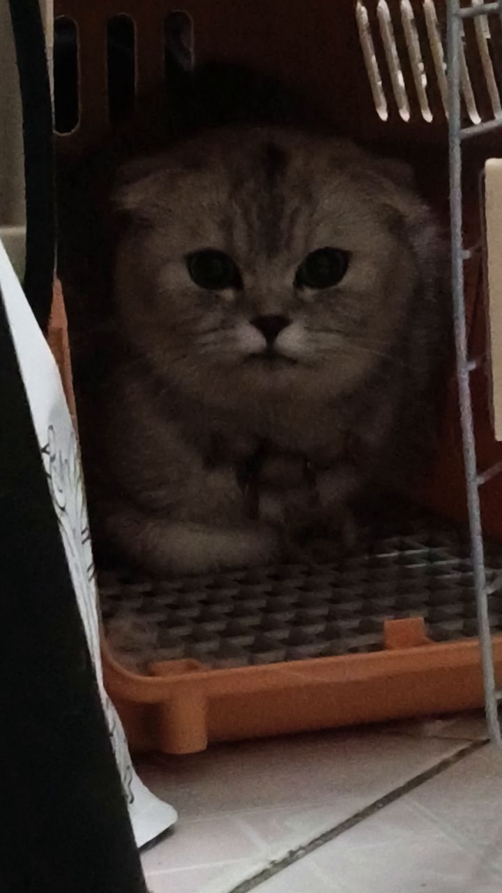 wiki小猫截图
