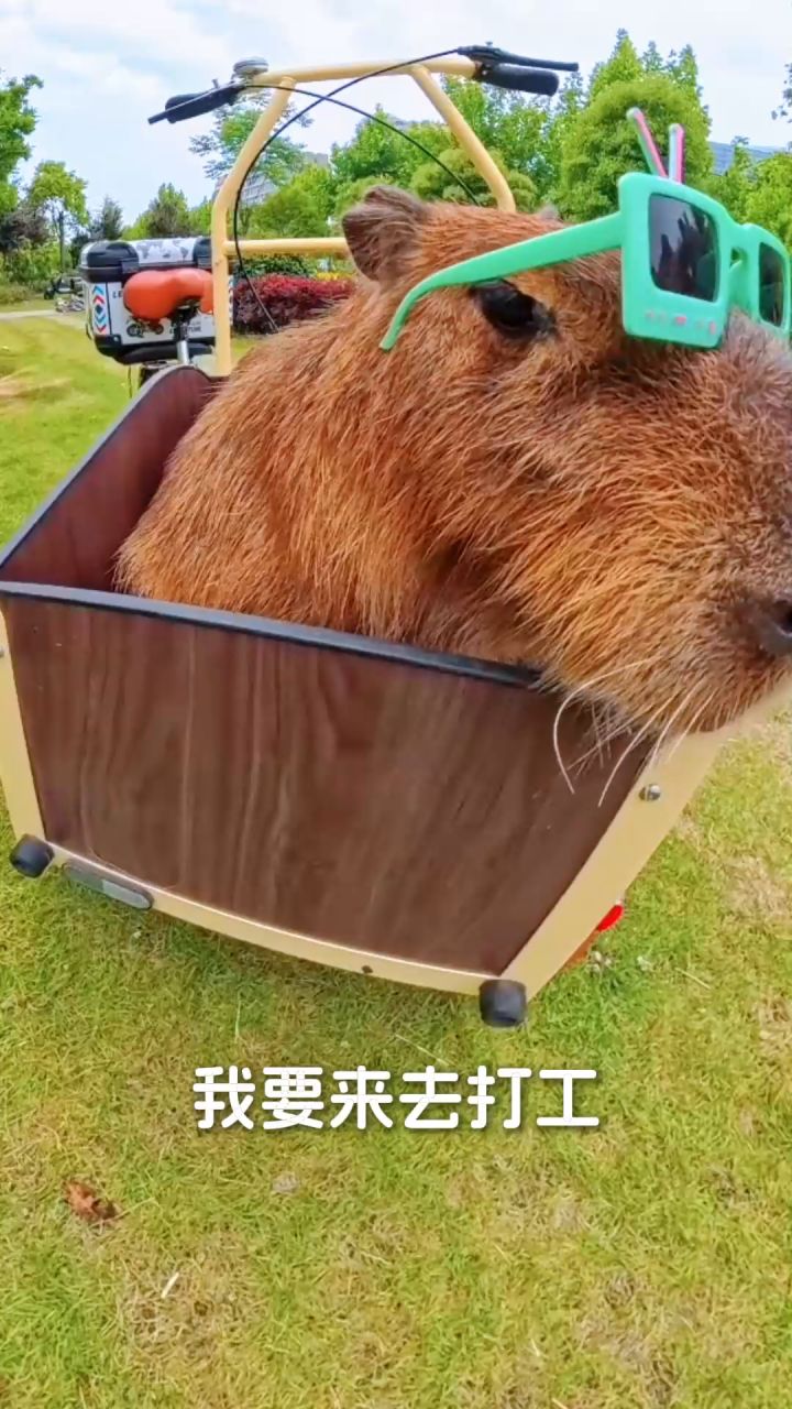 卡皮巴拉出逃,来云海一起兜风~截图