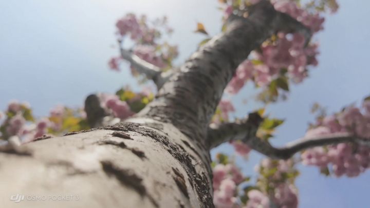 #花语截图