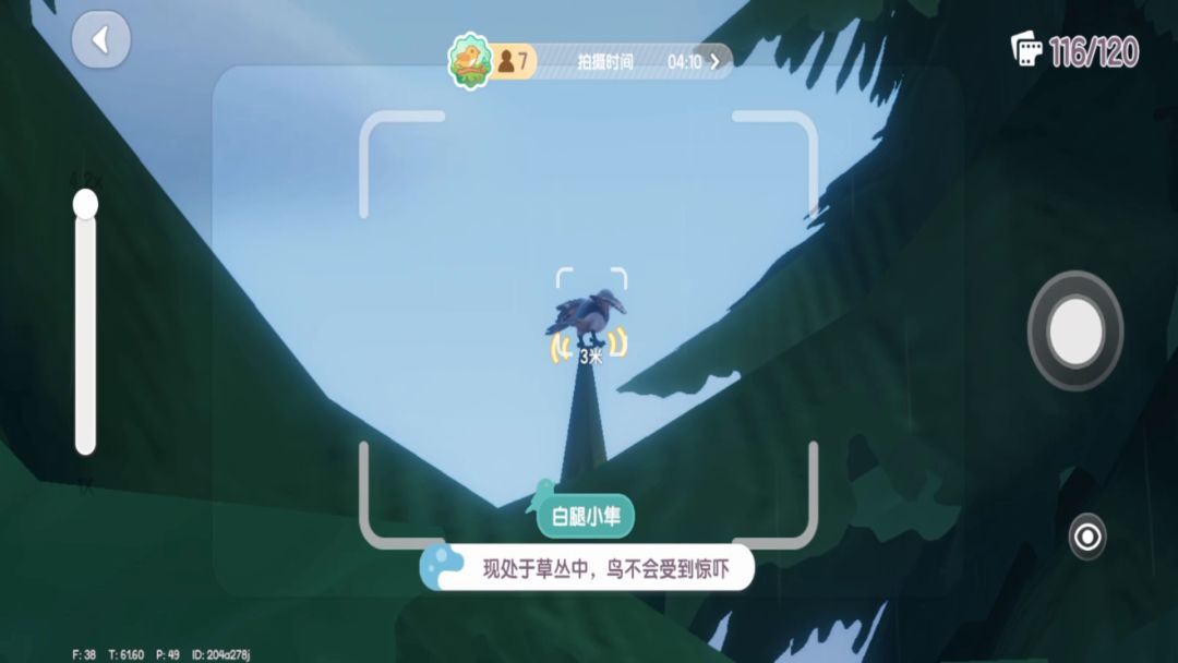 动物新邻季观鸟事件限定鸟截图