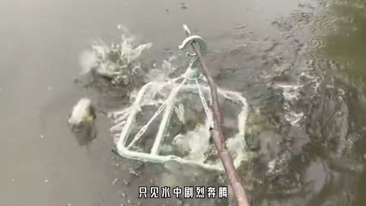 鸭鸭萌趣出击,快来阿特兰世界一起玩鸭!#晶核联动小黄鸭截图