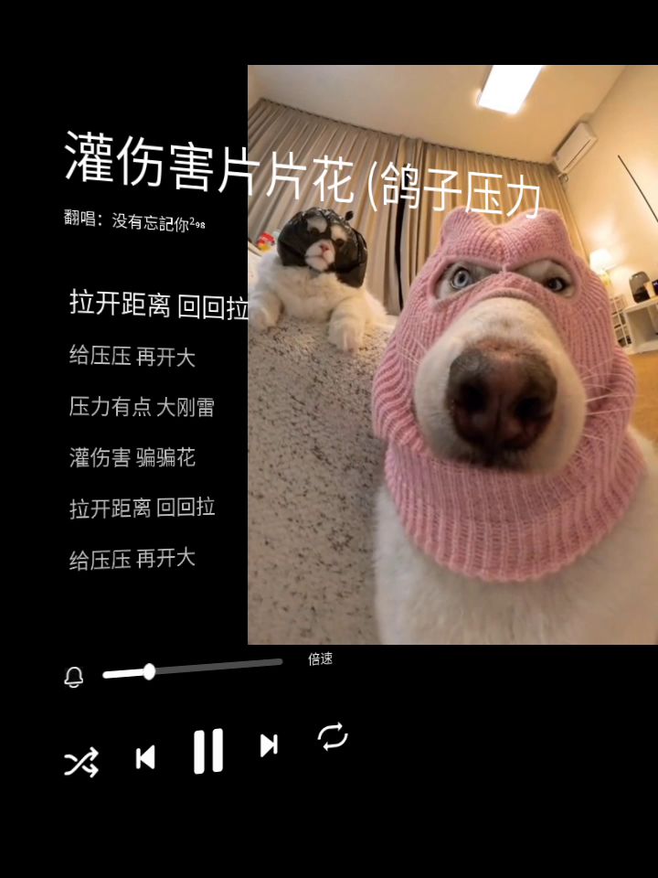 灌伤害片片花(鸽子压力)截图