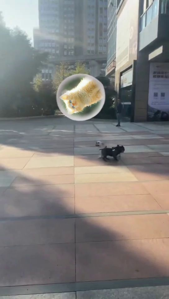 倆狗子玩猫咪截图