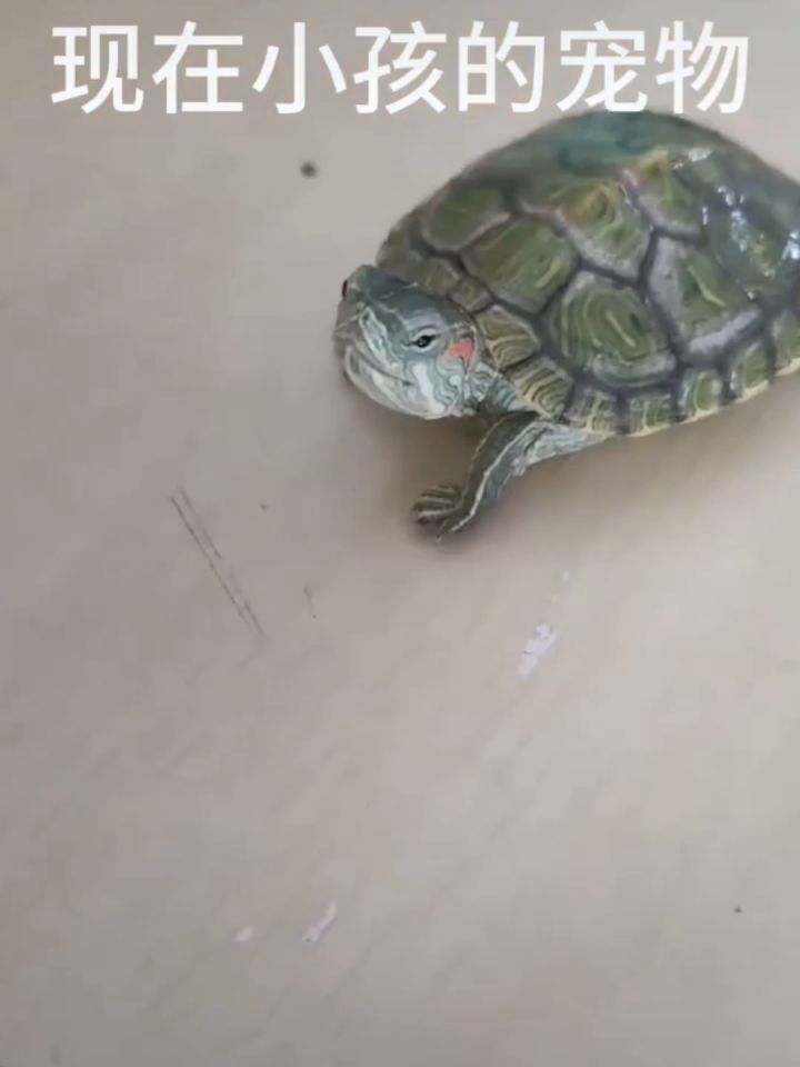 bro小时候的宠物。。。截图