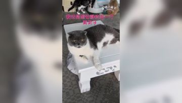 为了口猫粮而打架的奇喵！