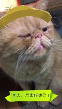 尼果和他的朋友~